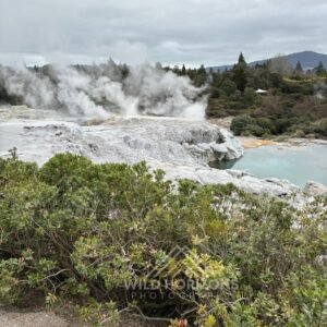 Geothermal Steam Rising Over Silica Pools. Te Puia, Rotorua, New Zealand