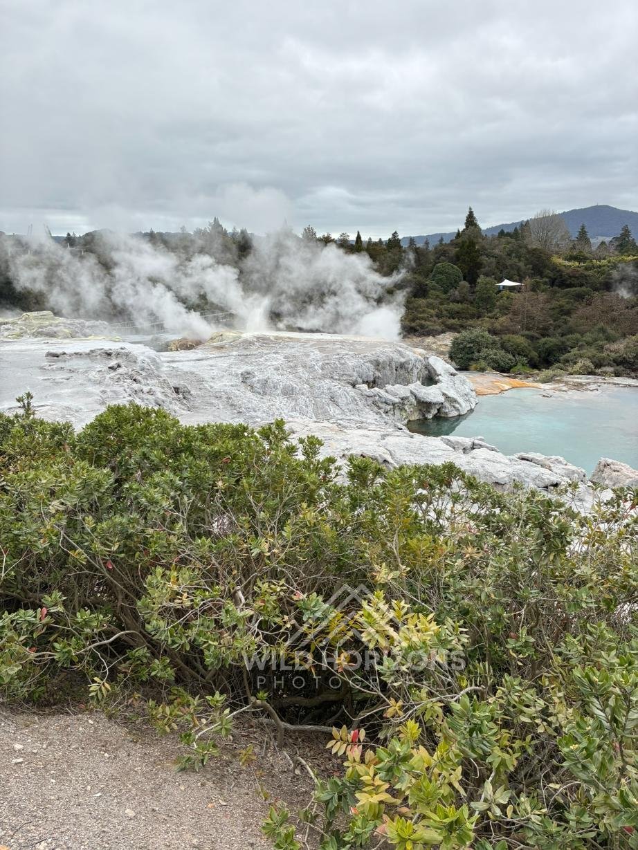 Geothermal Steam Rising Over Silica Pools. Te Puia, Rotorua, New Zealand