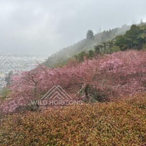 Cherry Blossoms Across the Hillside Above Rotorua. Gondola Hill, Rotorua, New Zealand