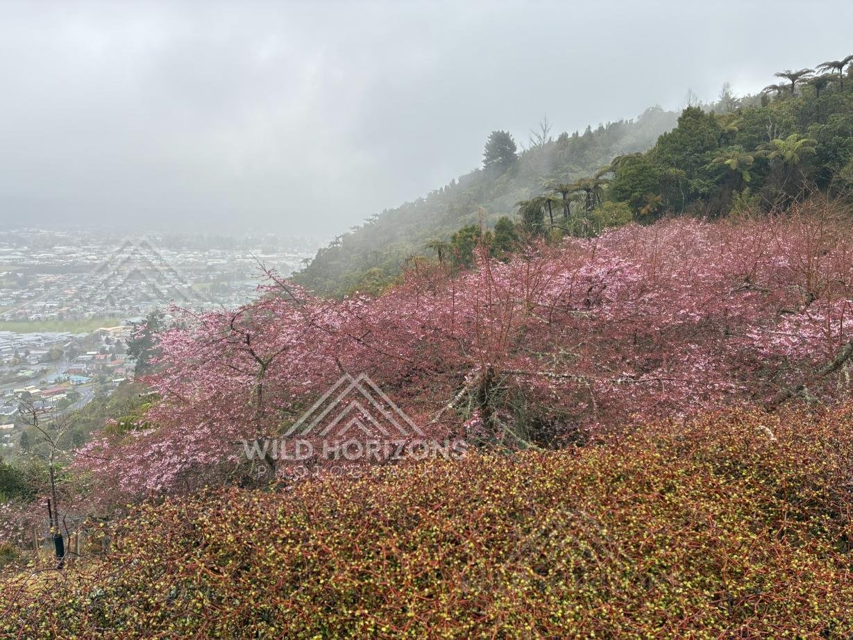Cherry Blossoms Across the Hillside Above Rotorua. Gondola Hill, Rotorua, New Zealand