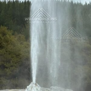 Lady Knox Geyser Erupting Into the Air. Wai-O-Tapu, Rotorua, New Zealand