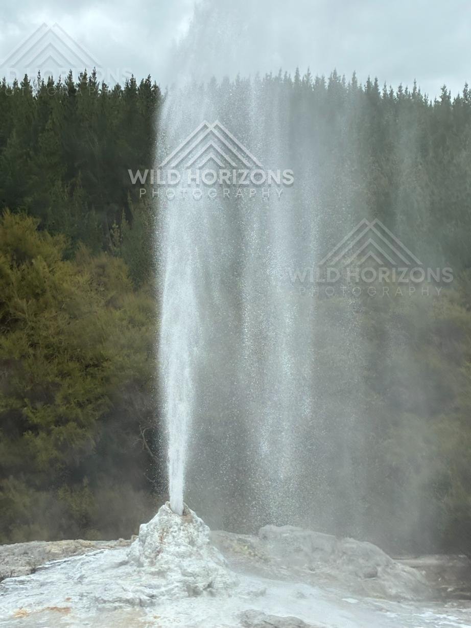 Lady Knox Geyser Erupting Into the Air. Wai-O-Tapu, Rotorua, New Zealand