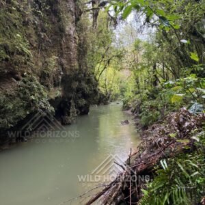 Quiet River Through a Mossy Limestone Gorge. Waitomo Region, New Zealand