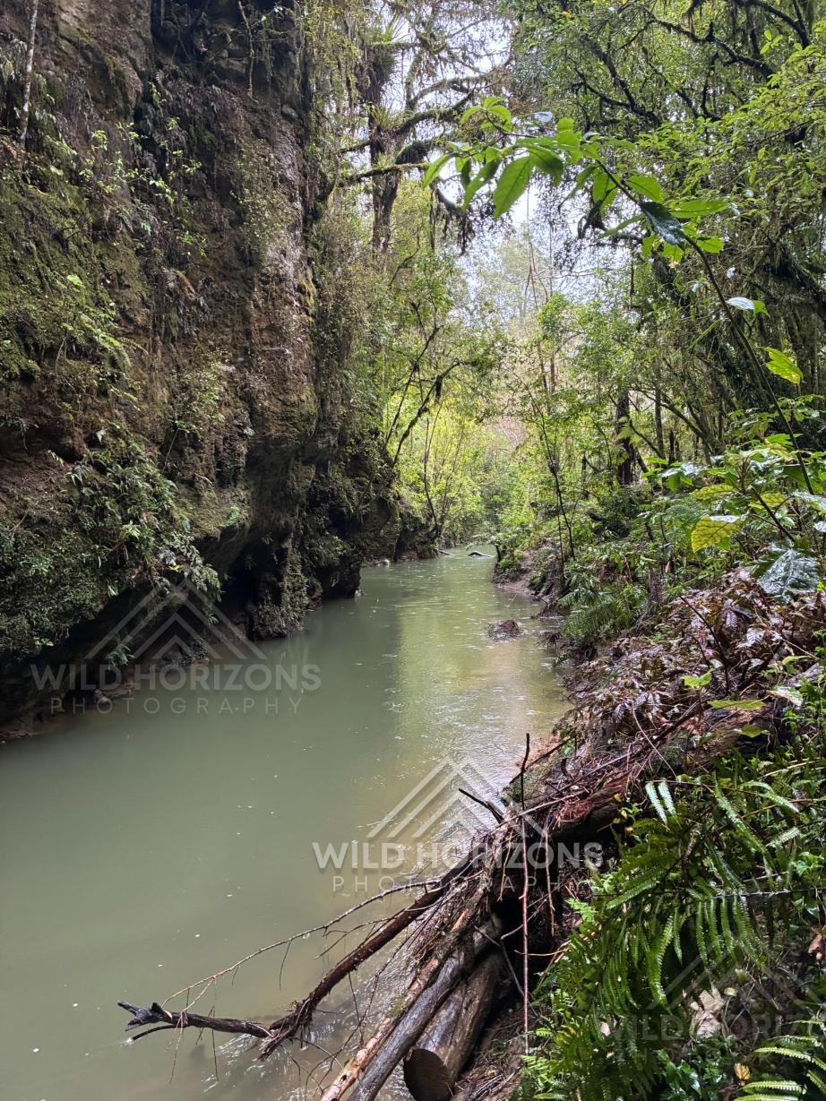 Quiet River Through a Mossy Limestone Gorge. Waitomo Region, New Zealand