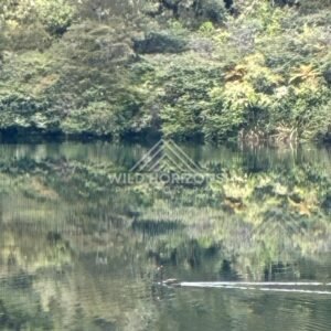 Lone Swan Cutting Across a Forest Reflected Lake. Taupō Region, New Zealand
