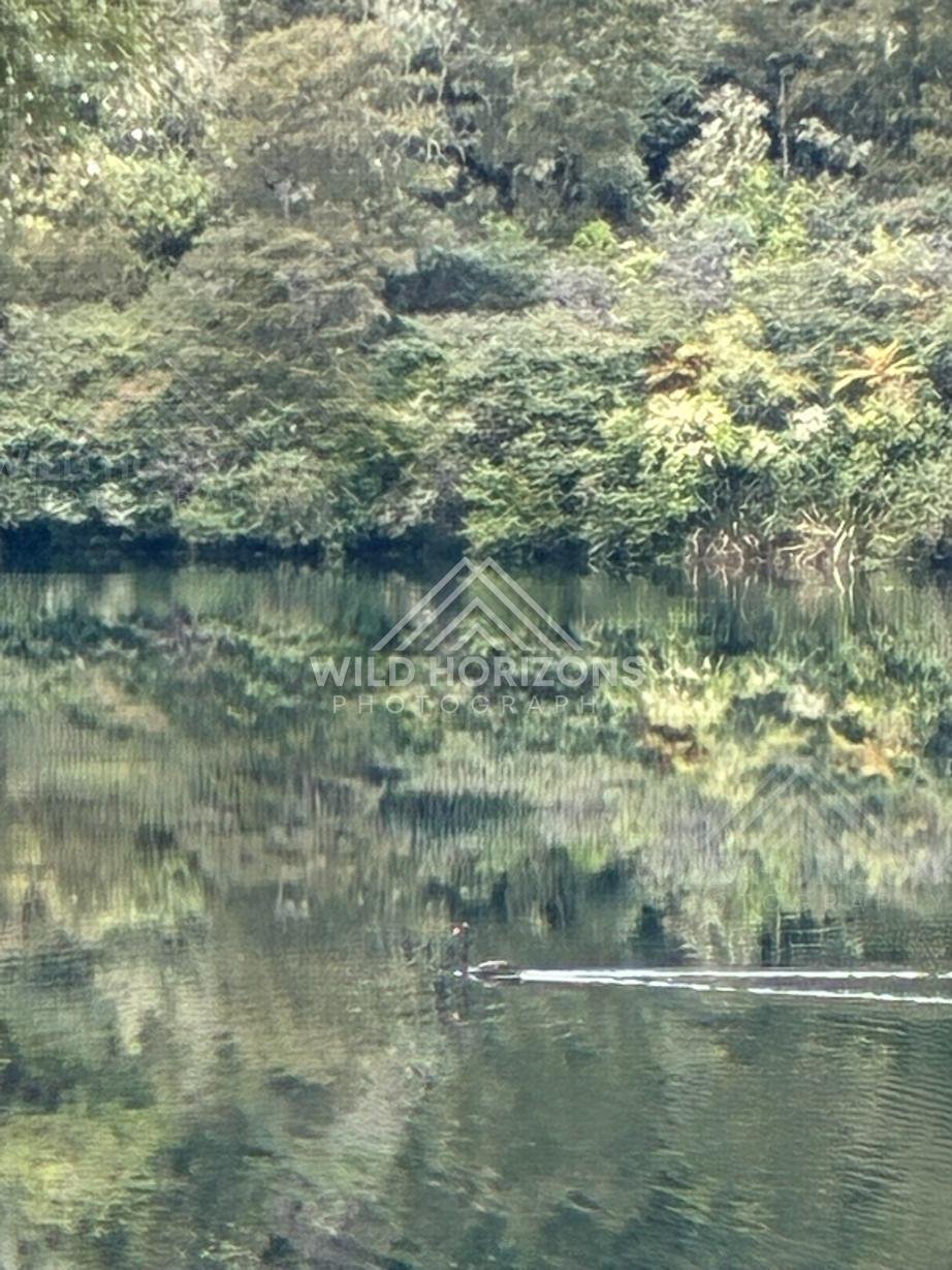 Lone Swan Cutting Across a Forest Reflected Lake. Taupō Region, New Zealand