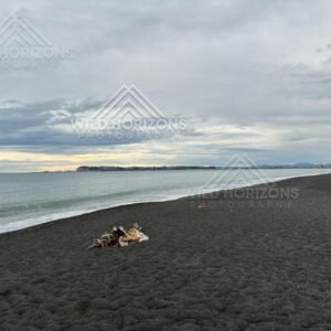 Quiet Shoreline on Volcanic Sand. Black Sand Beach, Napier, New Zealand