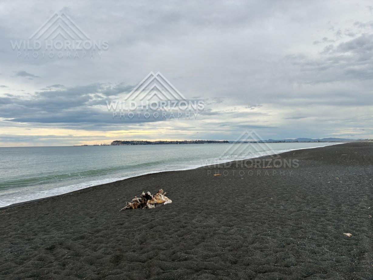 Quiet Shoreline on Volcanic Sand. Black Sand Beach, Napier, New Zealand