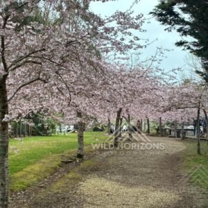 Cherry Blossoms in Full Bloom. Aston Norwood Gardens, Hawke’s Bay, New Zealand.