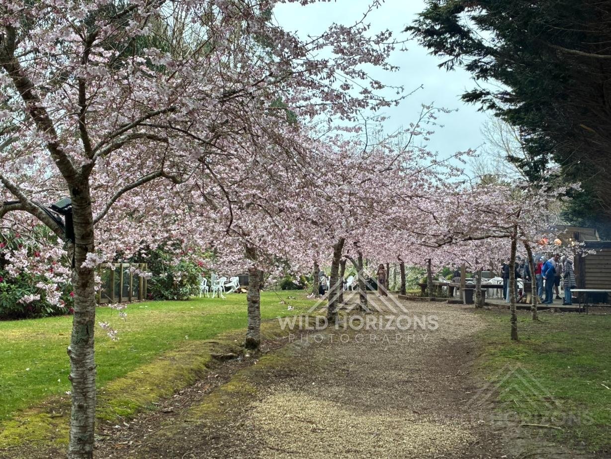 Cherry Blossoms in Full Bloom. Aston Norwood Gardens, Hawke’s Bay, New Zealand.