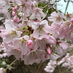 Cherry Blossom Detail. Aston Norwood Gardens, New Zealand.