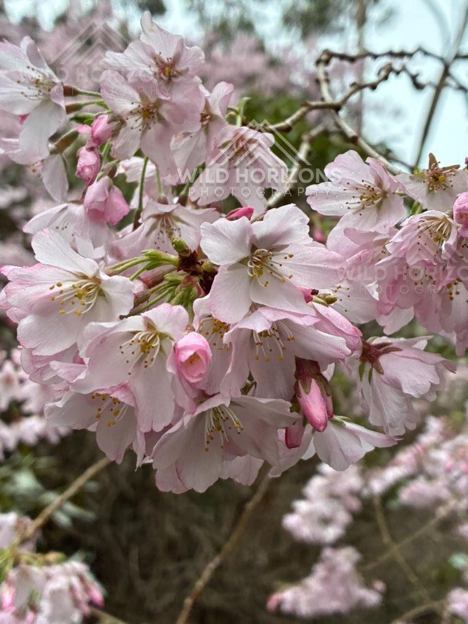 Cherry Blossom Detail. Aston Norwood Gardens, New Zealand.
