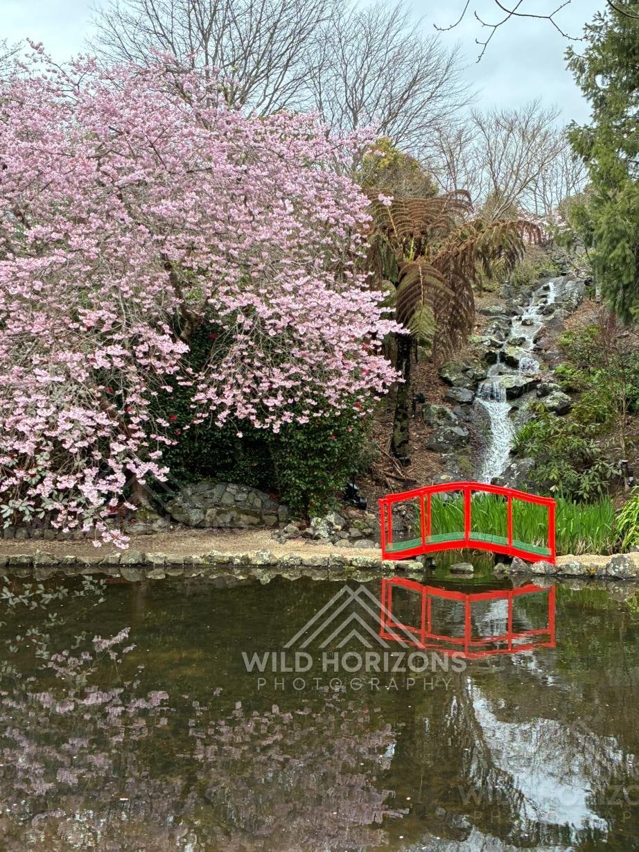 Cherry Blossoms and Garden Bridge. Aston Norwood Gardens, New Zealand.