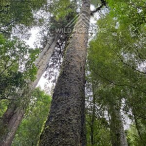 Ancient Forest Giants. Rivendell, Kaitoke Regional Park.