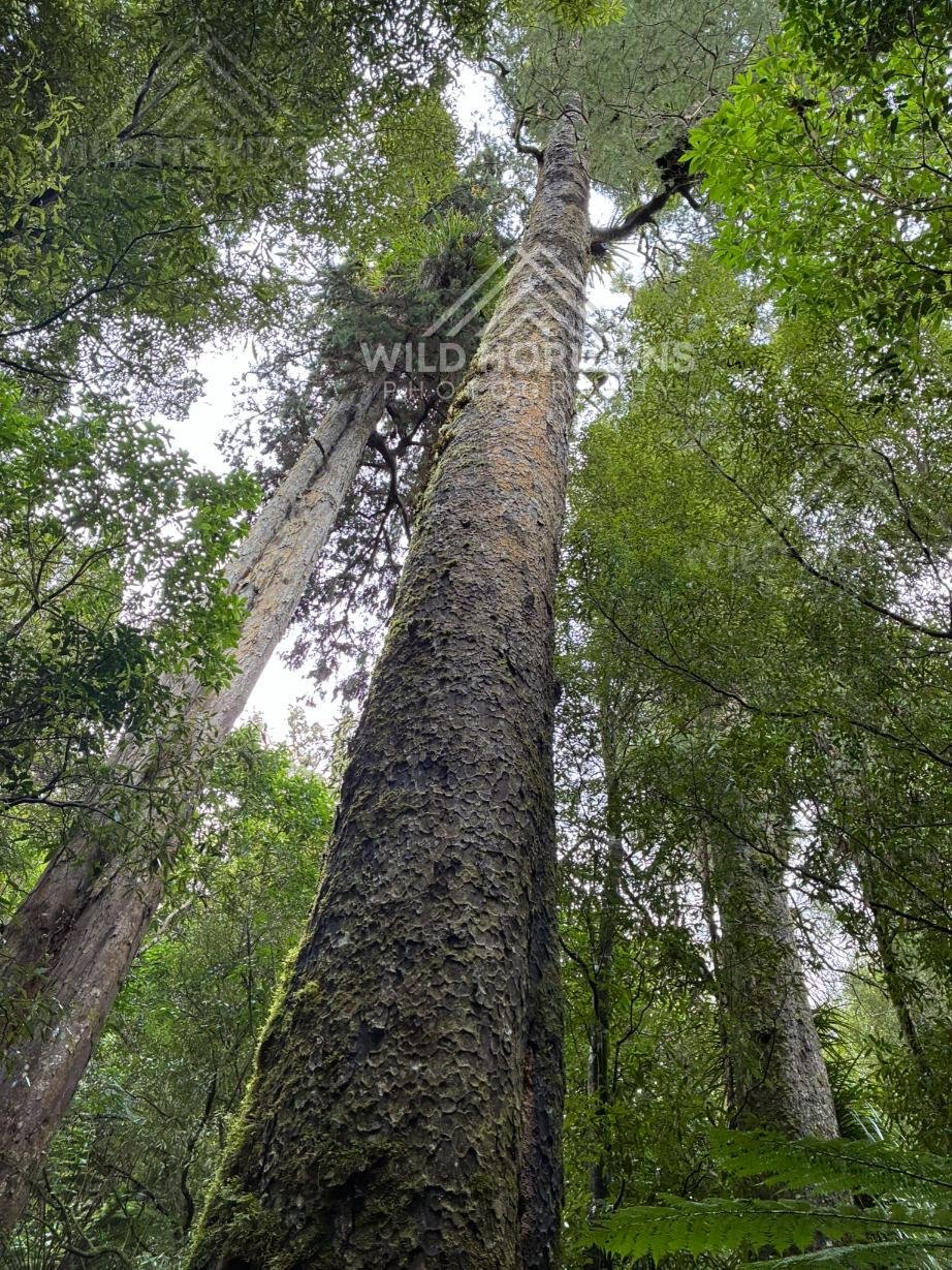 Ancient Forest Giants. Rivendell, Kaitoke Regional Park.