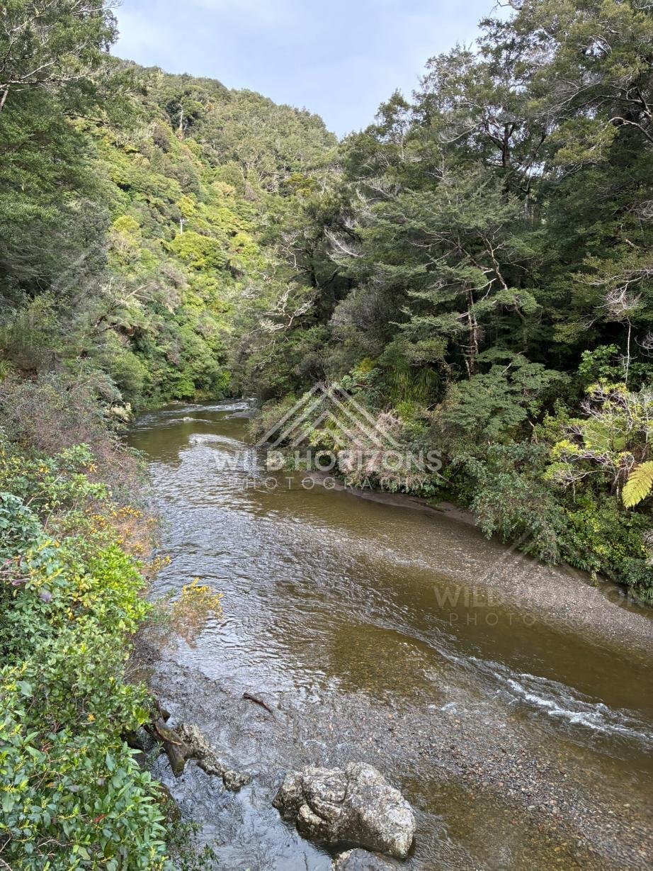 Side River in Native Forest. Kaitoke Regional Park, New Zealand.