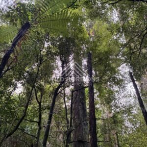Native Forest Canopy at Kaitoke Regional Park. New Zealand