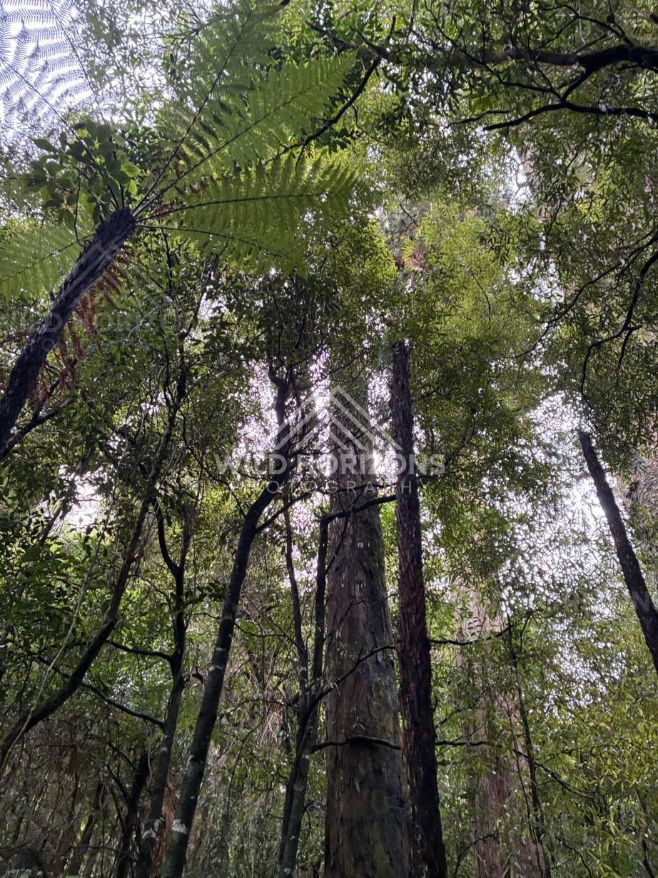 Native Forest Canopy at Kaitoke Regional Park. New Zealand