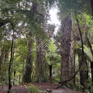 Ancient Forest Giants. Kaitoke Regional Park, New Zealand