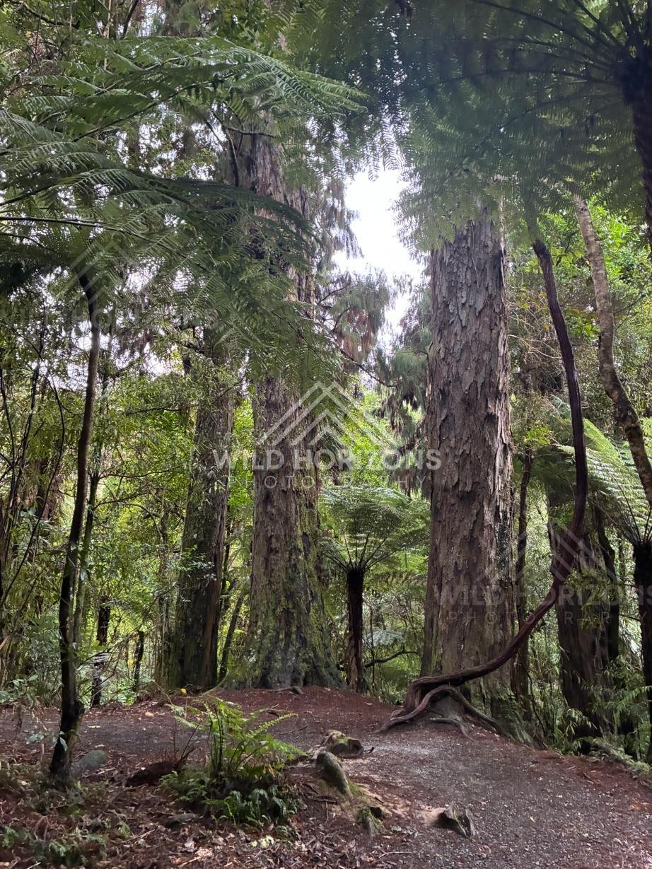 Ancient Forest Giants. Kaitoke Regional Park, New Zealand