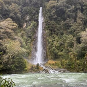 Thunder Creek Falls on the Haast River, South Westland, New Zealand.