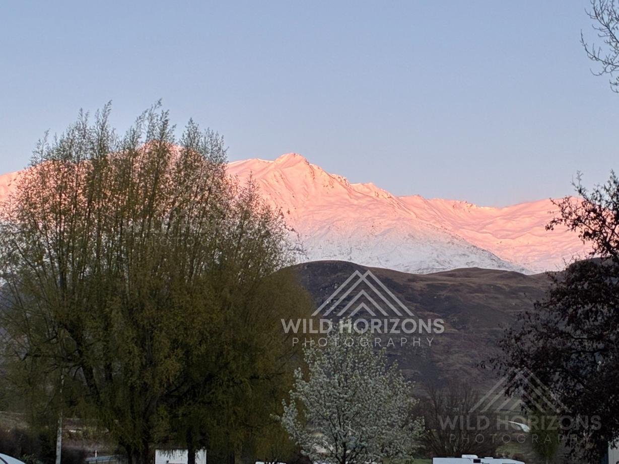 Alpenglow over the Southern Alps from Glendhu Bay, Lake Wānaka, New Zealand.