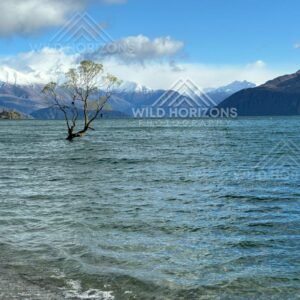 The Wanaka tree standing alone in clear alpine waters. Wanaka, New Zealand