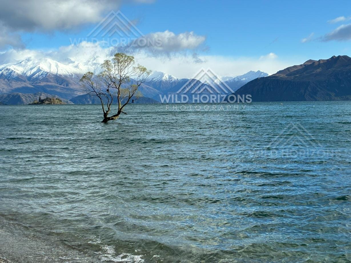 The Wanaka tree standing alone in clear alpine waters. Wanaka, New Zealand
