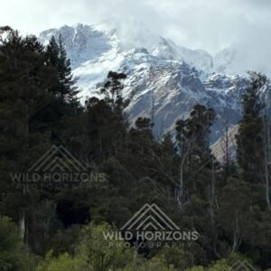 Snow-dusted alpine peaks rising above dense native forest. Franz Josef, New Zealand