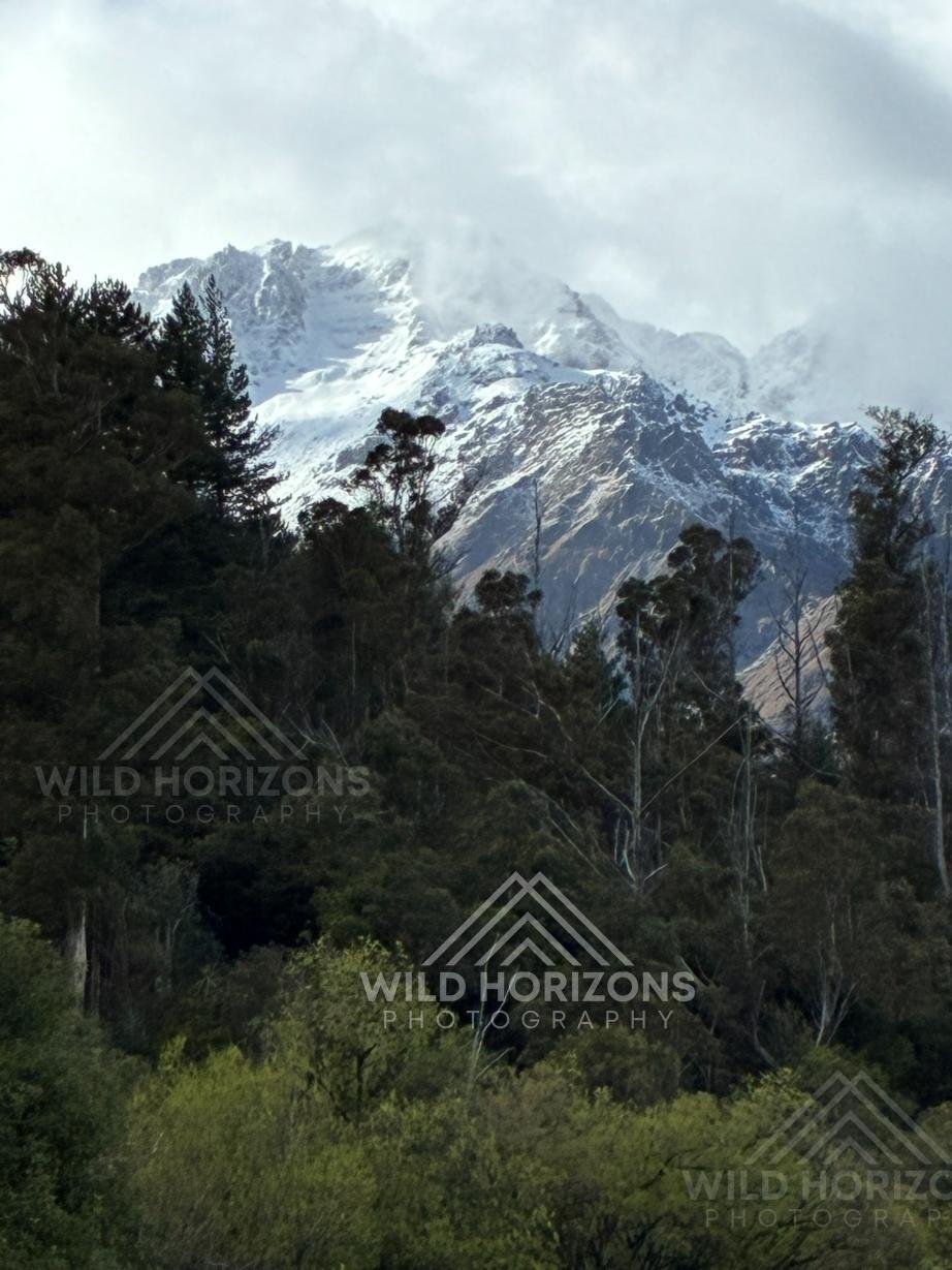 Snow-dusted alpine peaks rising above dense native forest. Franz Josef, New Zealand