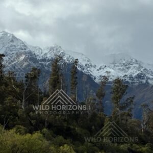 Snow-lined alpine ridges rising above dense forest canopy. Franz Josef, New Zealand