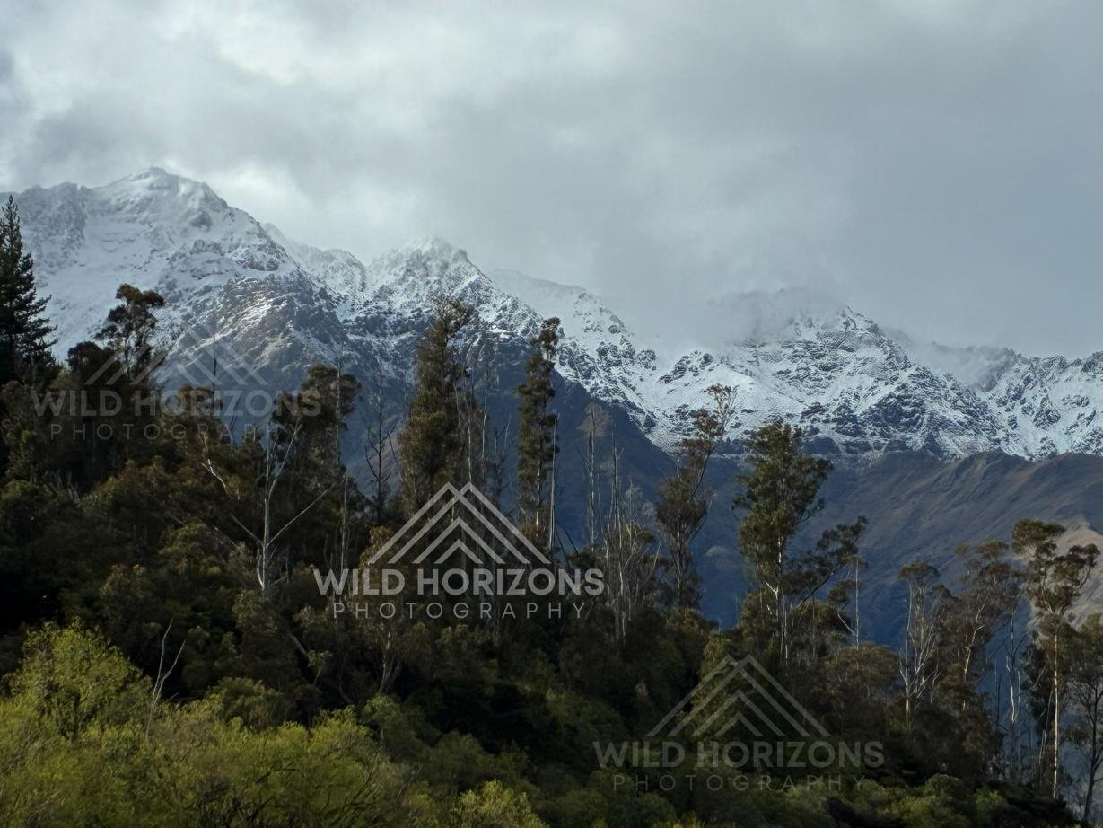 Snow-lined alpine ridges rising above dense forest canopy. Franz Josef, New Zealand