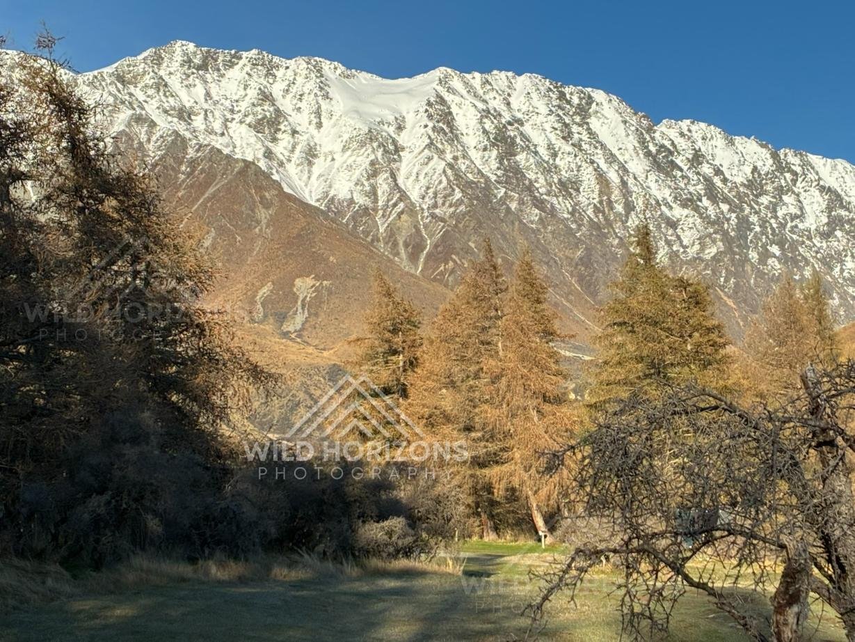Autumn trees set against a snow-covered alpine mountain wall. Glentanner, New Zealand