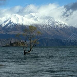 The Wanaka tree set against snow-covered alpine ranges. Wanaka, New Zealand
