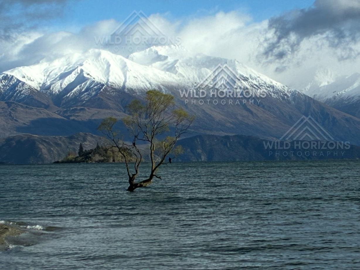 The Wanaka tree set against snow-covered alpine ranges. Wanaka, New Zealand