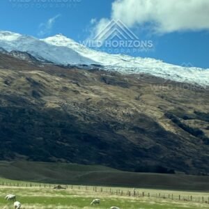 Sheep grazing beneath snow-lined mountain slopes. Mackenzie Basin, New Zealand