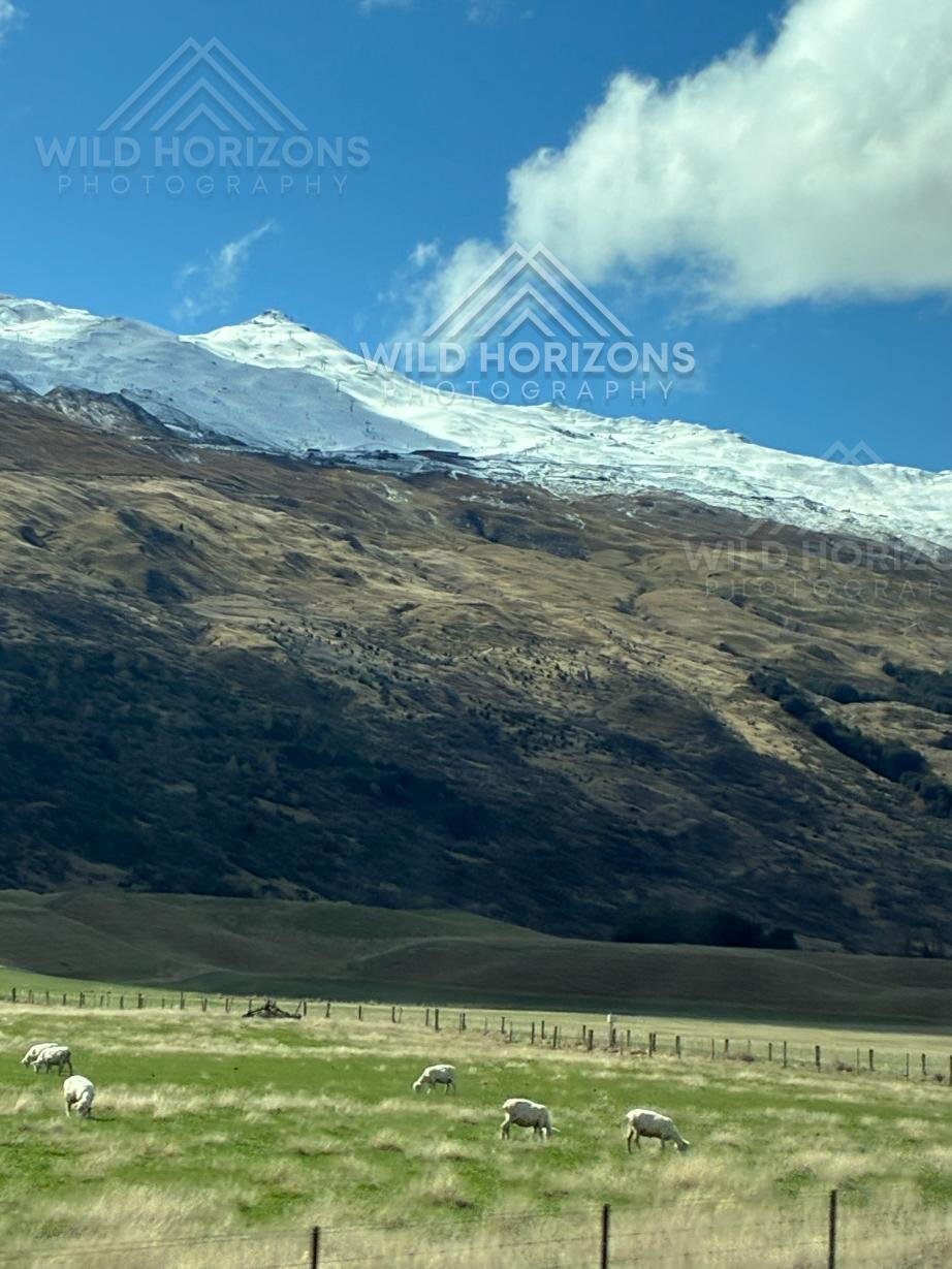 Sheep grazing beneath snow-lined mountain slopes. Mackenzie Basin, New Zealand