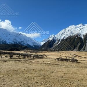 Hooker Valley Alpine Plain with Snow-Capped Peaks. Mount Cook Village, New Zealand