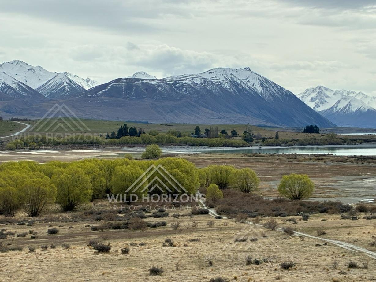 Spring Willows and Braided Wetlands beneath Snow-Capped Ranges. Lake Tekapo, New Zealand