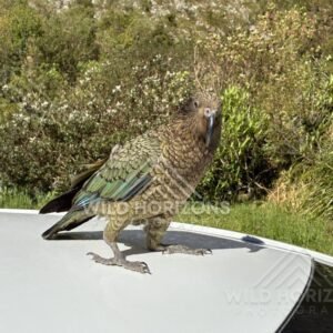 Kea Perched on Car Roof on Milford Road New Zealand