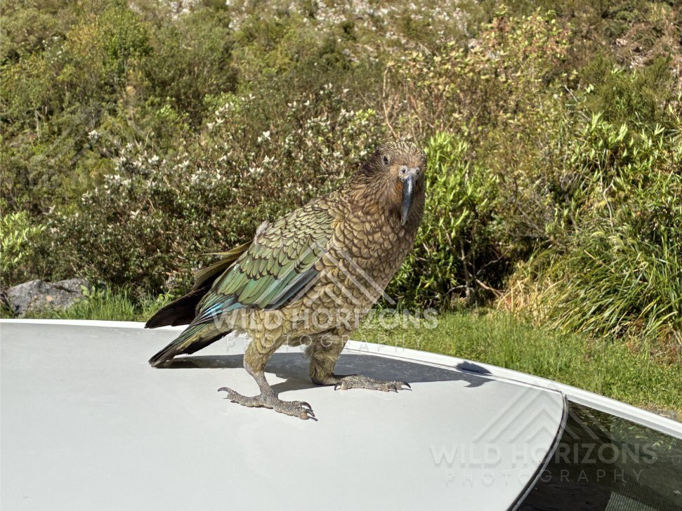 Kea Perched on Car Roof on Milford Road New Zealand