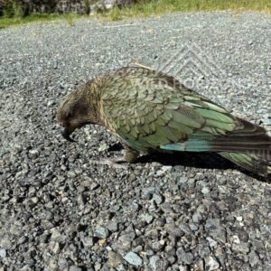 Kea Walking on Gravel Near Homer Tunnel New Zealand