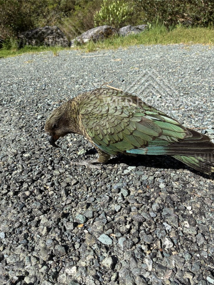 Kea Walking on Gravel Near Homer Tunnel New Zealand