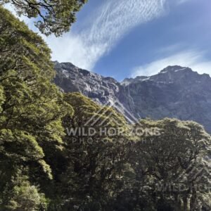 Native Forest and Steep Valley on Milford Road New Zealand