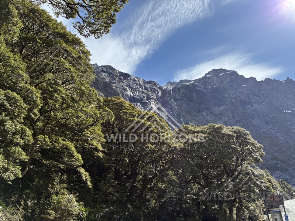 Native Forest and Steep Valley on Milford Road New Zealand