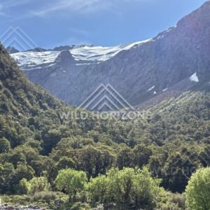 Beech Forest Beneath an Alpine Snowfield, Milford Road, New Zealand