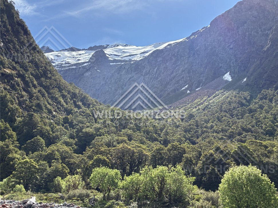 Beech Forest Beneath an Alpine Snowfield, Milford Road, New Zealand
