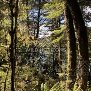 Native Forest With Filtered Light Near Manapouri New Zealand