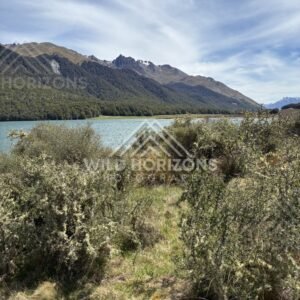 Shrubland Foreground on Mavora Lakes Shore New Zealand