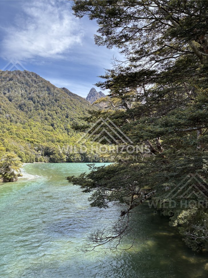 River and Forested Slopes Near Mavora Lakes New Zealand
